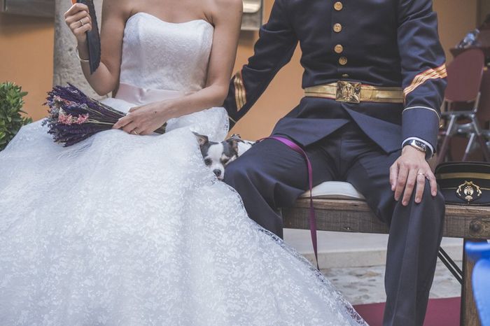 Llevar mascotas a la boda. ¿A favor o en contra? 3