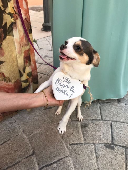 Llevar mascotas a la boda. ¿A favor o en contra? 5