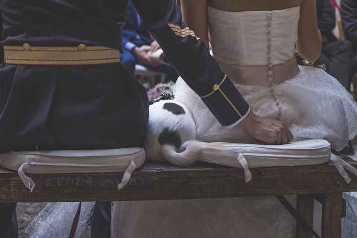 Llevar mascotas a la boda. ¿A favor o en contra? - 1