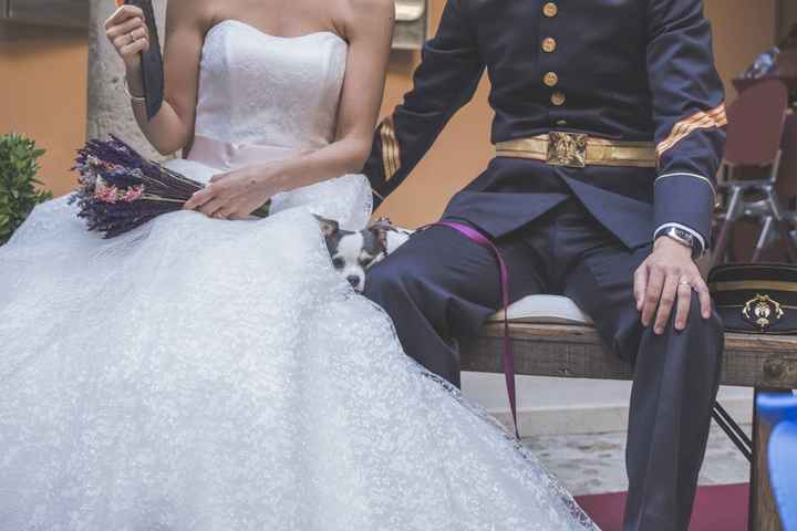 Llevar mascotas a la boda. ¿A favor o en contra? - 2