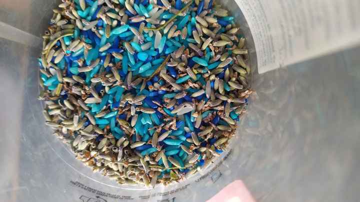 Conos para el arroz - 3