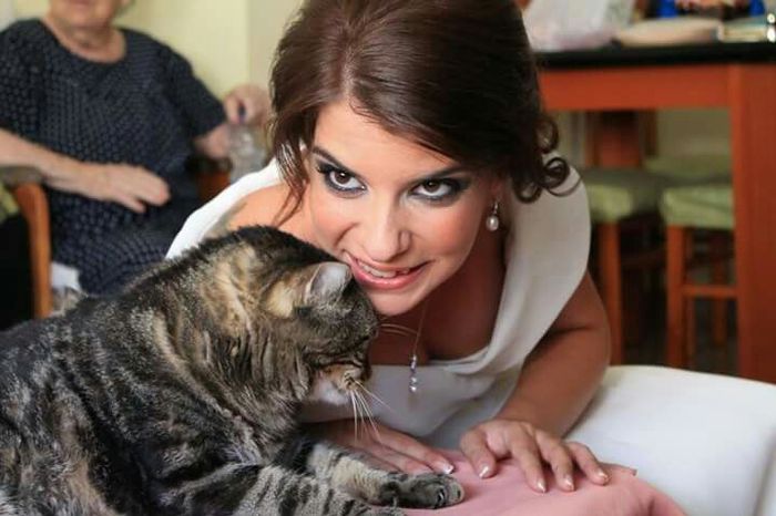 Novias con gato - 1
