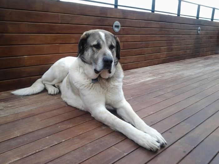 Mi perro me acompaÑa al altar!!!!!!!!!!!!!! - 1