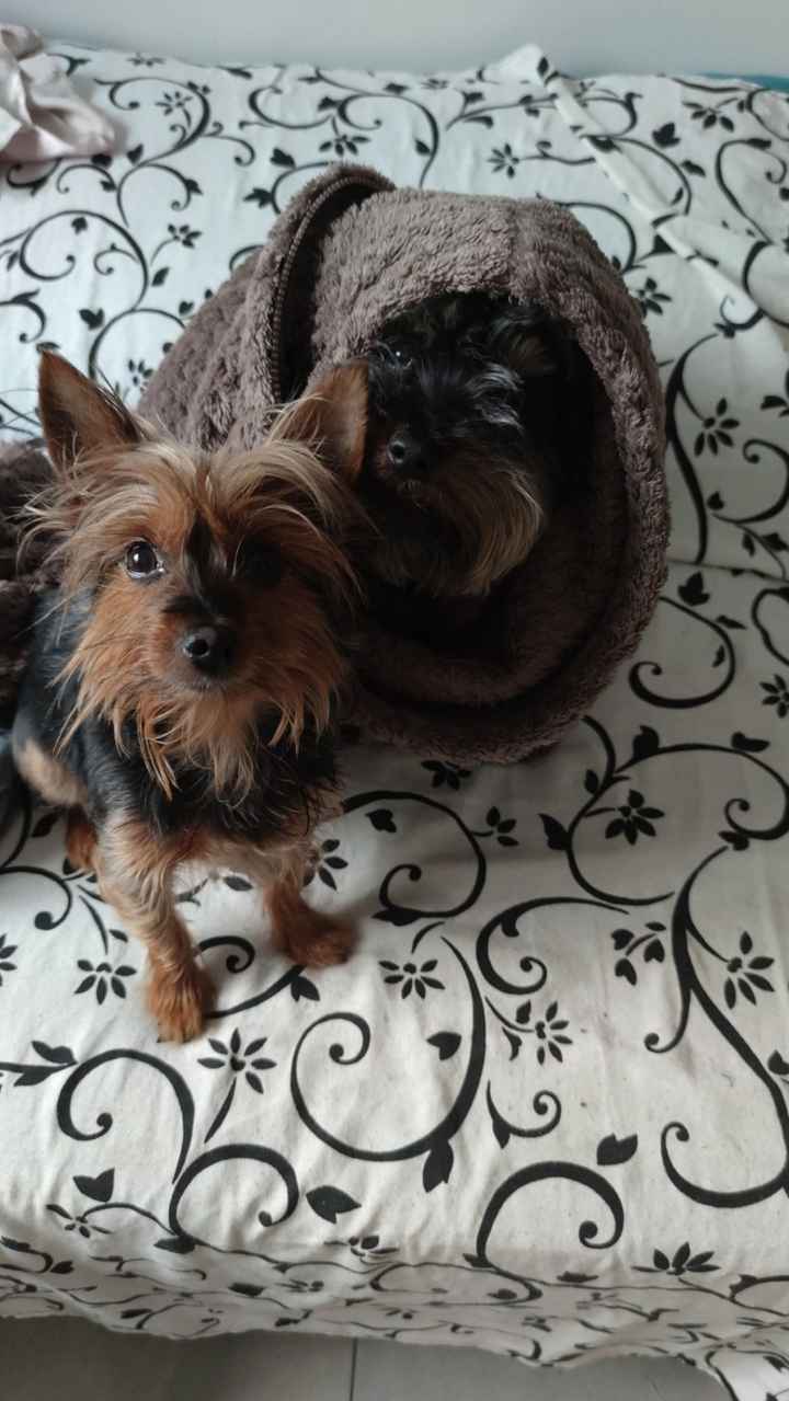 ¿Tener mascota o no? - 1