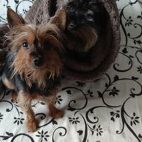 ¿Tener mascota o no? - 1