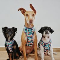 ¿Cuántos peluditos habrá en vuestra boda? 🐶 - 1