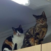 Nuestras gatas