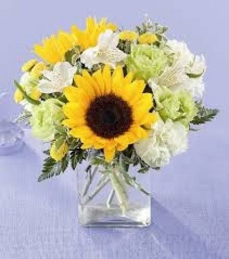 Girasoles 5