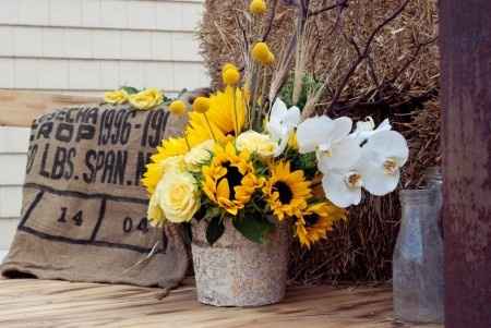 girasoles 6