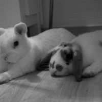 Ares y Atia