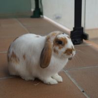 Mi atia 