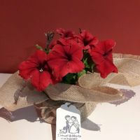 Regalos para las mujeres!! - 1