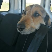 Mascotas en casa: ¿sí o no? - 1