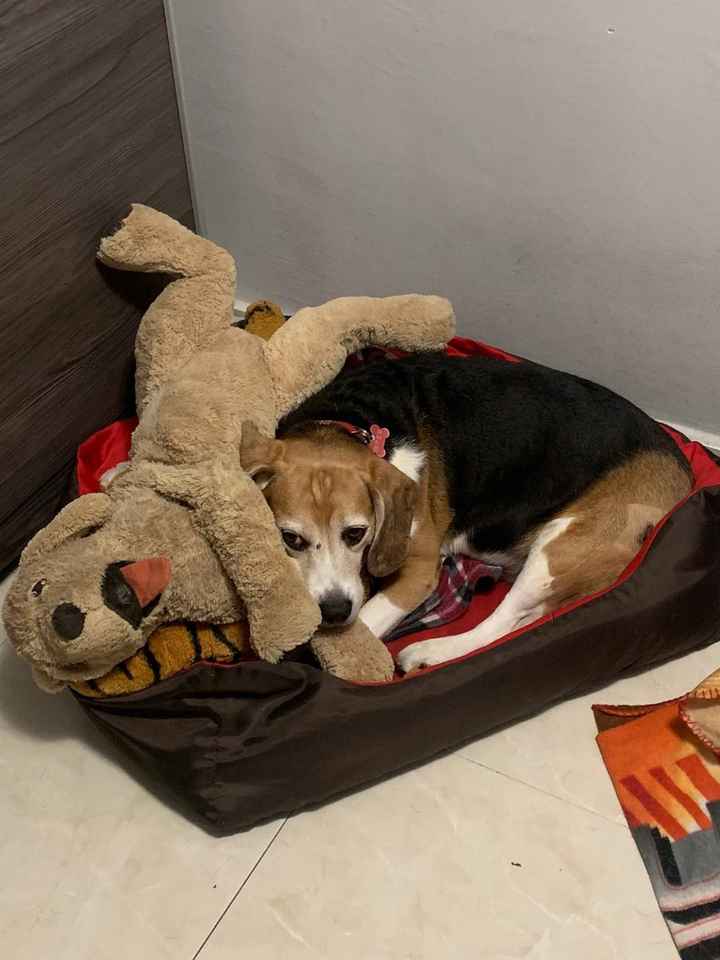 ¿Quién tuvo la idea de ampliar vuestra familia? 🐶 - 1