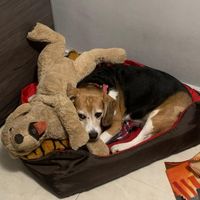 ¿Quién tuvo la idea de ampliar vuestra familia? 🐶 - 1