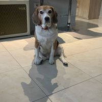 ¿Quién tuvo la idea de ampliar vuestra familia? 🐶 - 2