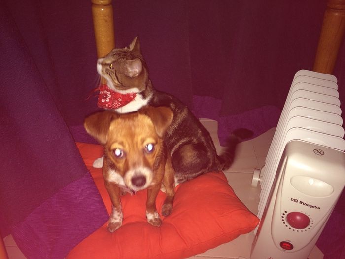 Las mascotas también participan - 1