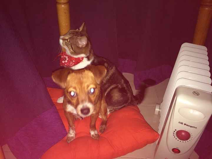 Las mascotas también participan - 1