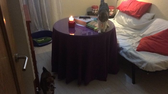 ¿llevarías a tu mascota a tu boda? - 1