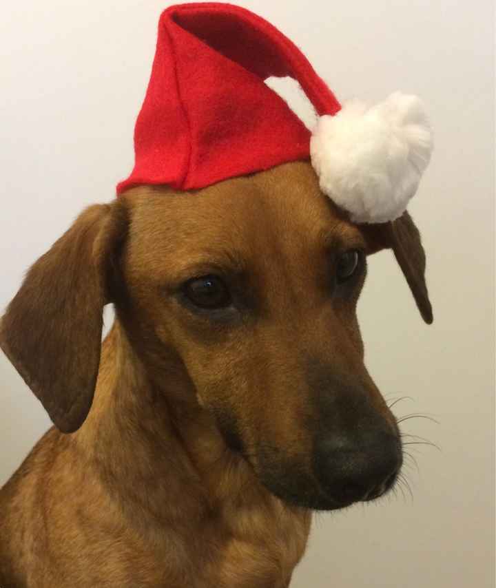 Invitados peludos!!! - 1