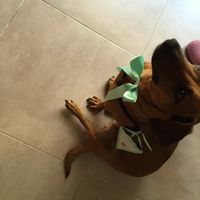 Porta alianzas para perro - 4