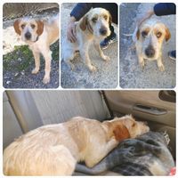 Regalo/sorpresa al novio (cachorro carlino)  - 1