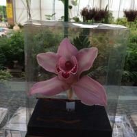 Detalles - 1