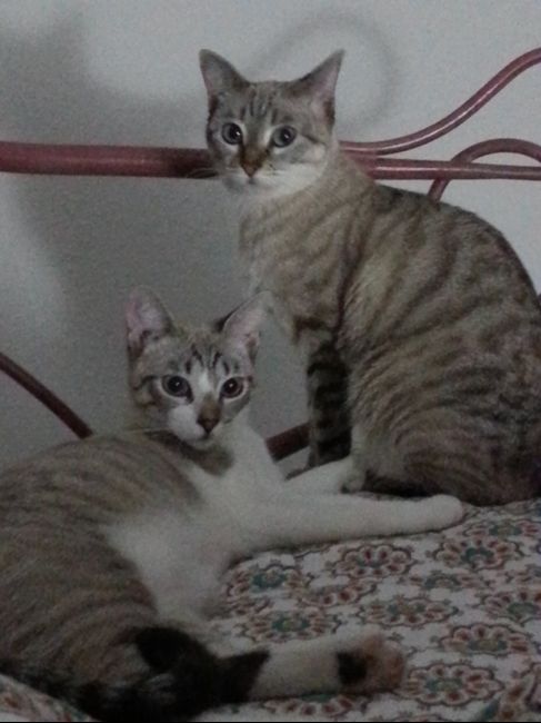 Nuestras mascotas!! - 1