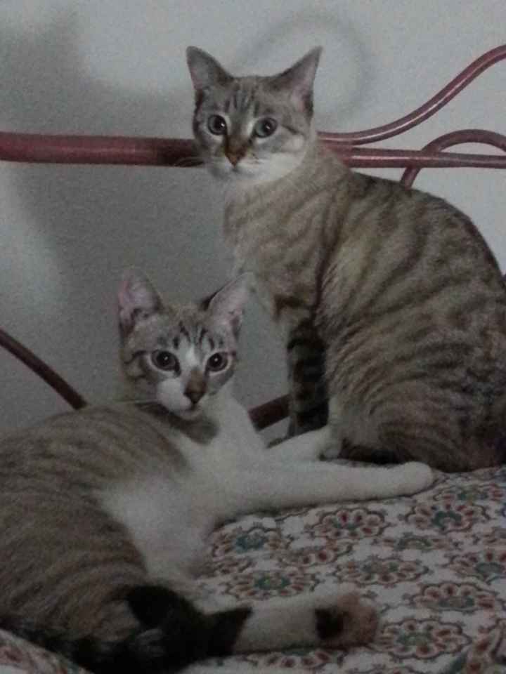 Nuestras mascotas!! - 1