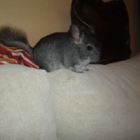 Baloo
