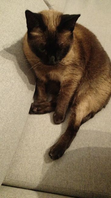 ¿Cómo se llama vuestra mascota? - 1