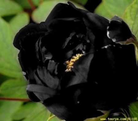 Ramo de flores negras - 1