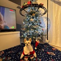 ¿Sois más de montar el árbol o el belén? - 1