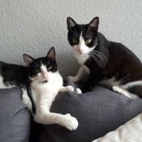 ¿Cómo se llama vuestra mascota? - 1