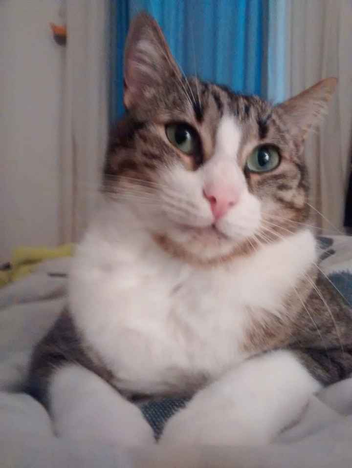 Nuestra mascota