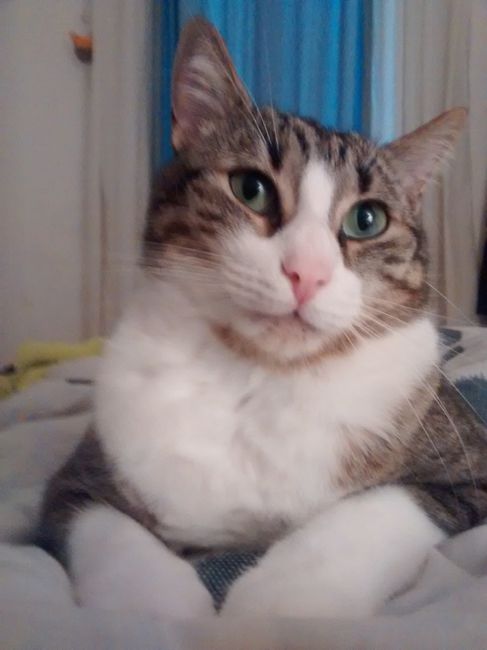 Nuestra mascota