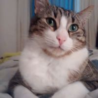 Nuestra mascota