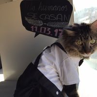 Mascotas boda - 1