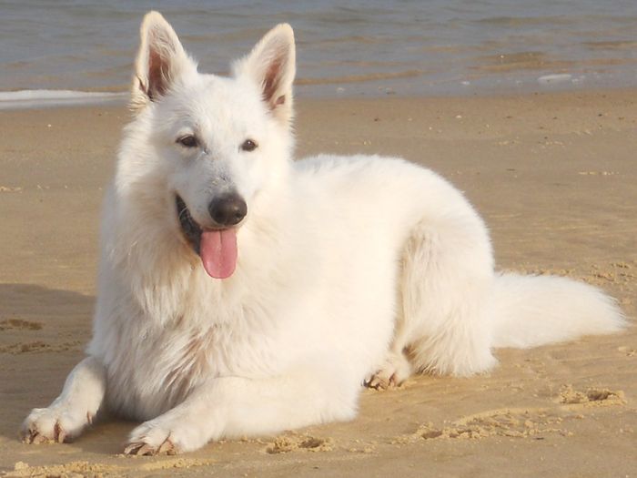 Thor mi perro