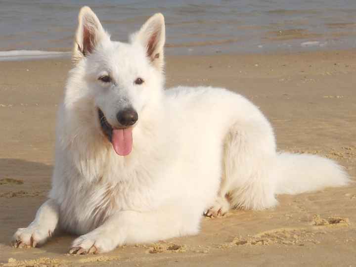 Thor mi perro