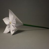 Flor IHC
