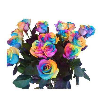 Rosas Arcoris