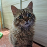 Nerea