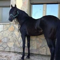 Si hoy me casara, lo haría con... ¡esta MASCOTA! - 1