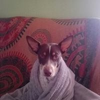 El gran desafío: ¡La mascota! 🐕 - 1