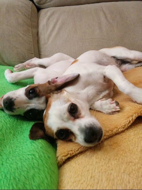 Nuestras mascotas!! - 1