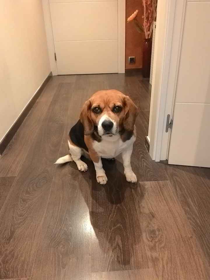 Mi pequeñín 