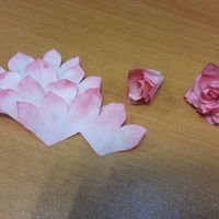 Fases de cada flor