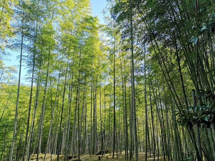 Viaje de novios a Japón y Bali 14