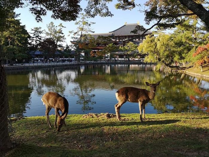 Viaje de novios a Japón y Bali 34